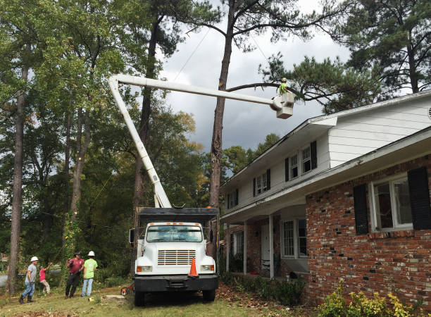 Tree and Shrub Care in Silverthorne, CO