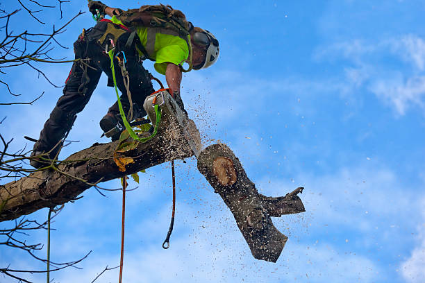 How Our Tree Care Process Works  in  Silverthorne, CO